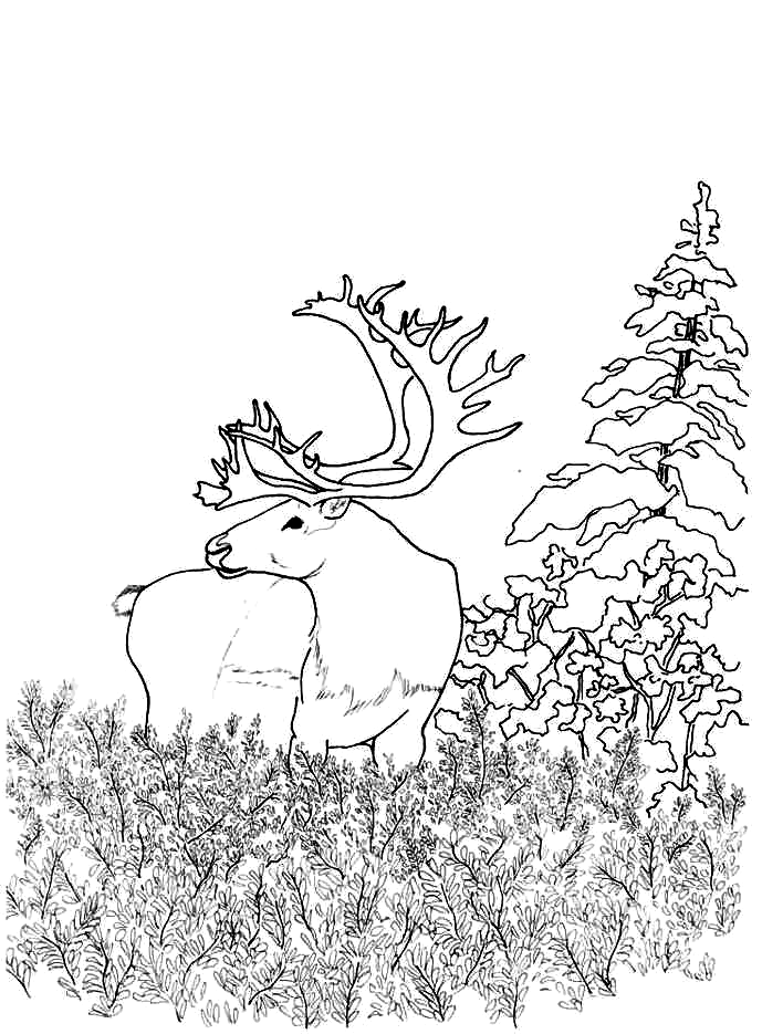 689x935 Caribou The Coloring