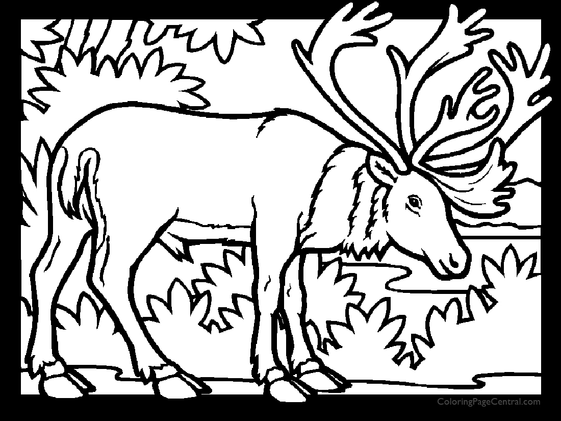 1100x825 Caribou 01 Coloring Page Coloring Page Central
