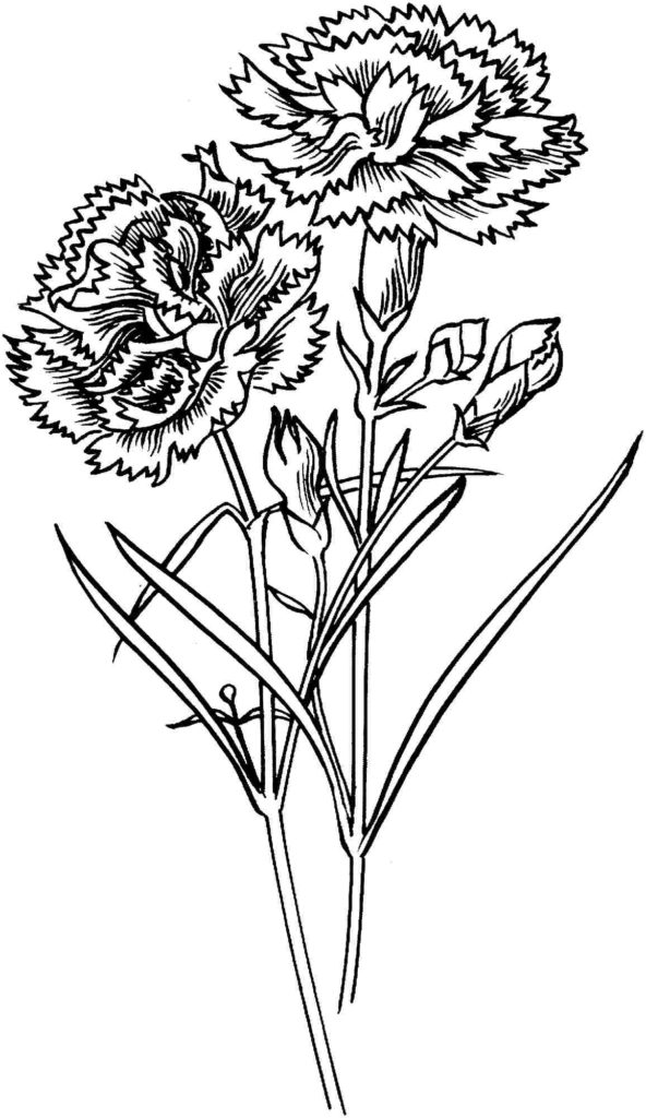 592x1024 Carnation Flowers Coloring Pages Printable Free For Kindergarten