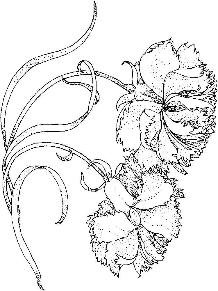 750x1000 Carnation Flower Coloring Pages. Download And Print Carnation