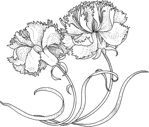 600x515 Carnation The Heavenly Flower Coloring Page Coloring Sun