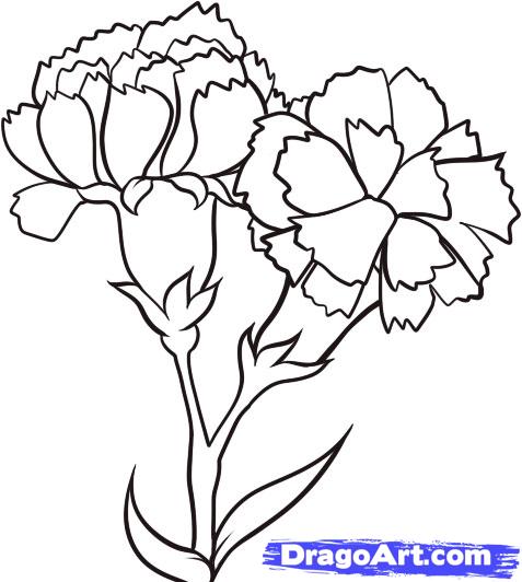 477x532 Drawn Carnation Anime Many Interesting Cliparts