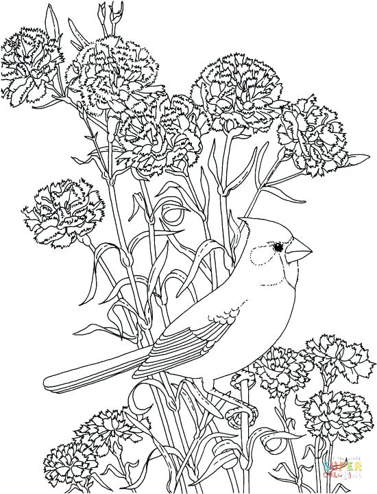 550x720 Northern Cardinal Coloring Pages Free Coloring Pages Red Carnation