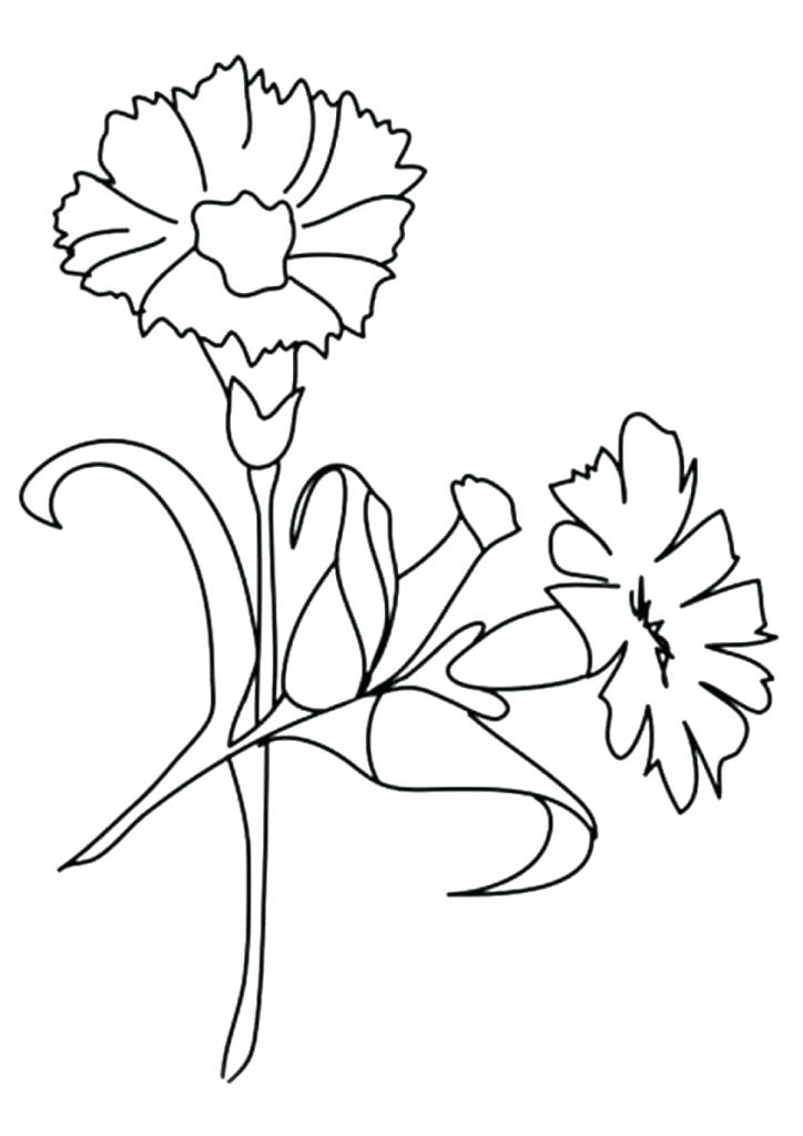 724x1024 Scarlet Carnation Coloring Page Beautiful Printable Flowers