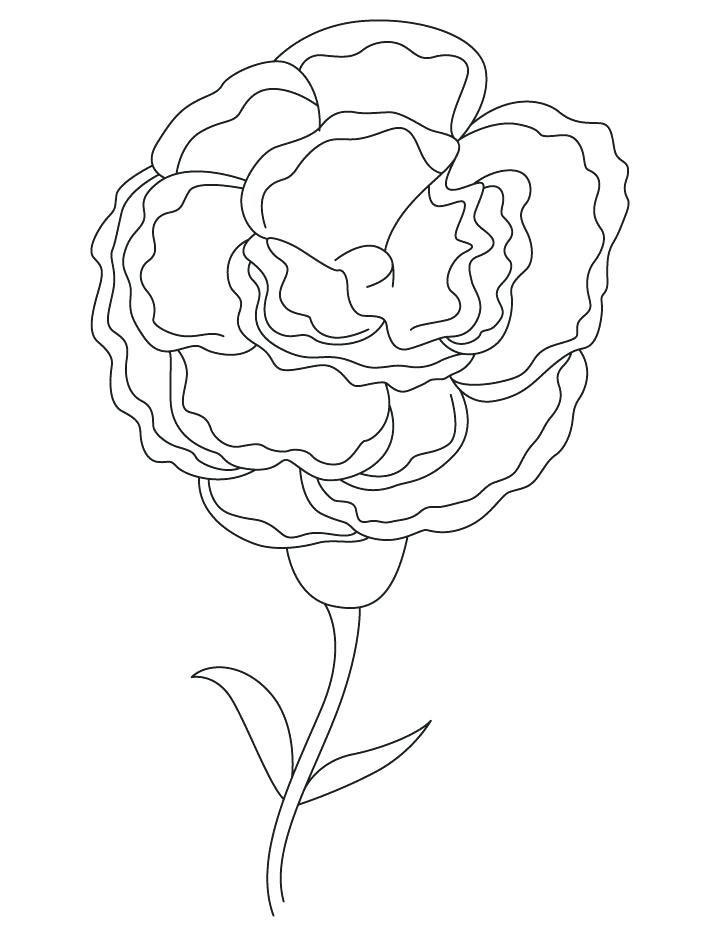 720x936 White Carnation Coloring Page As Well As White Carnation Coloring