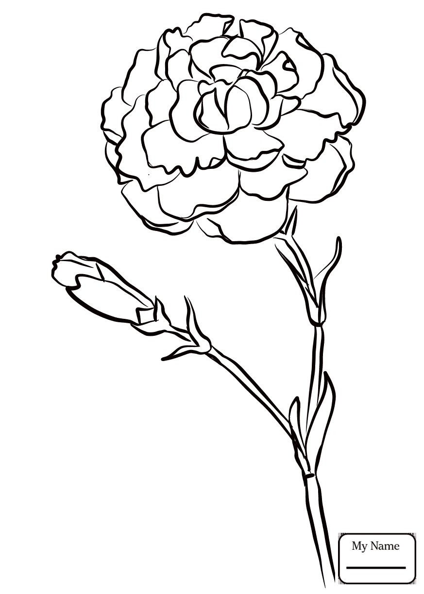 873x1224 Awesome Carnation Coloring Pages Design Printable Coloring Sheet