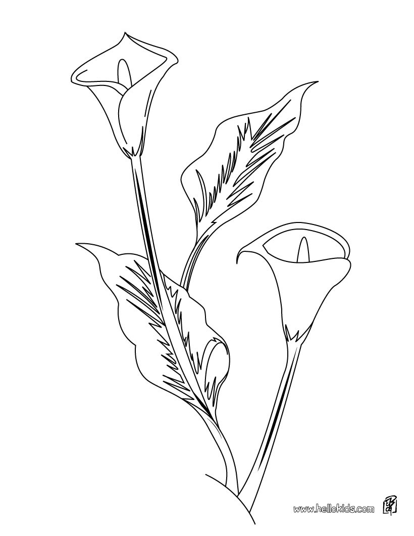 820x1060 Awesome Carnation Flower Coloring Pages Collection Printable