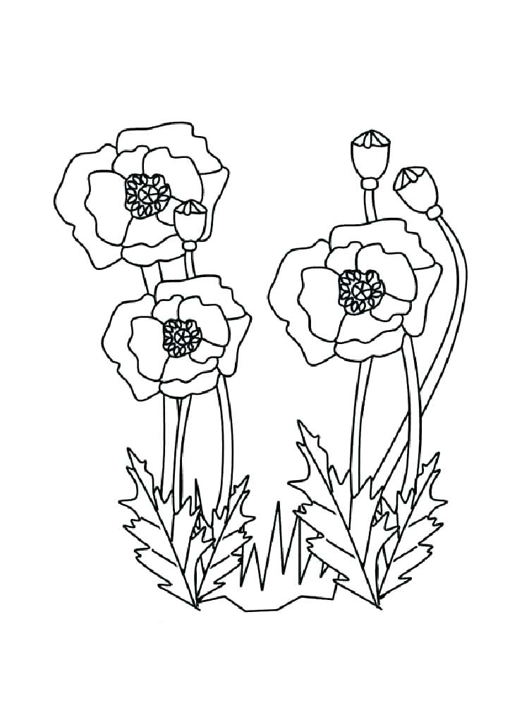 750x1000 Carnation Coloring Page