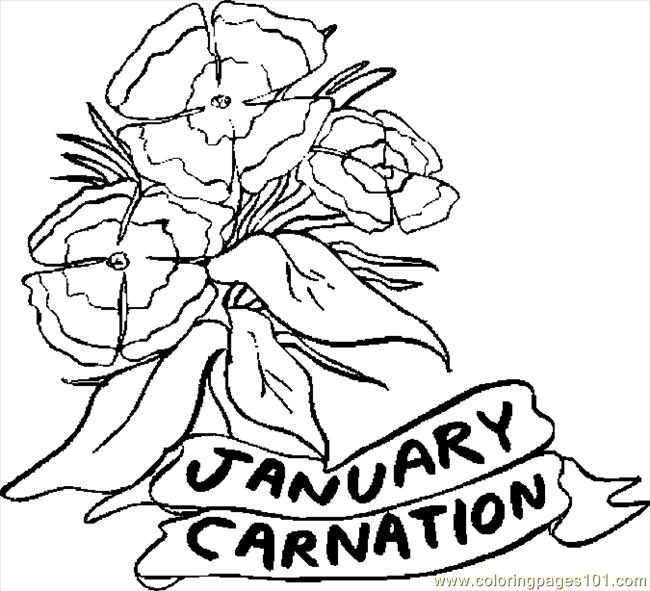 Carnation Flower Coloring Pages