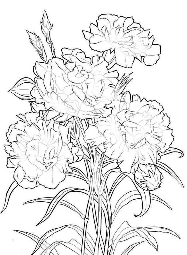 640x870 Carnation Flower Coloring Pages 8 Forever Coloring