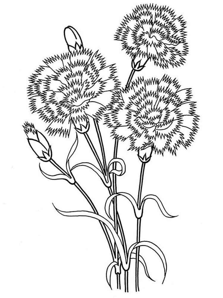 750x1000 Carnation Flower Coloring Pages. Download And Print Carnation