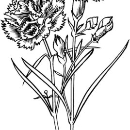268x268 Coloring Page Carnation Archives