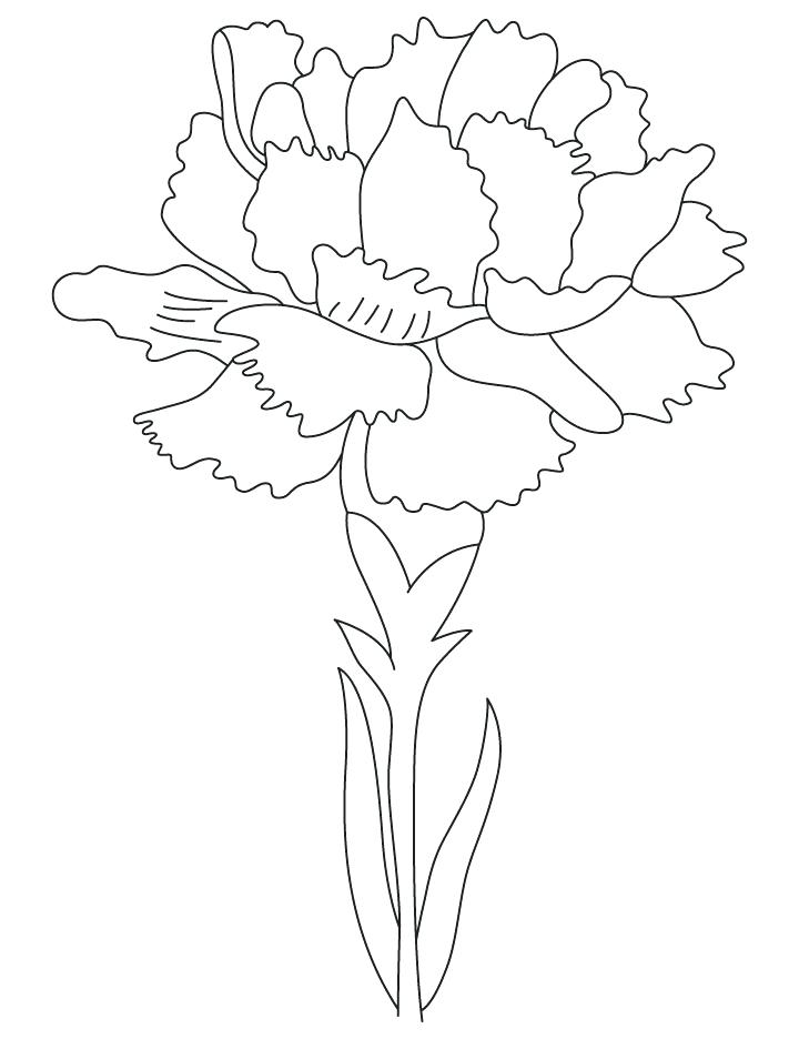720x936 Flower Color Pages Carnation Birth Flower Coloring Page Printable