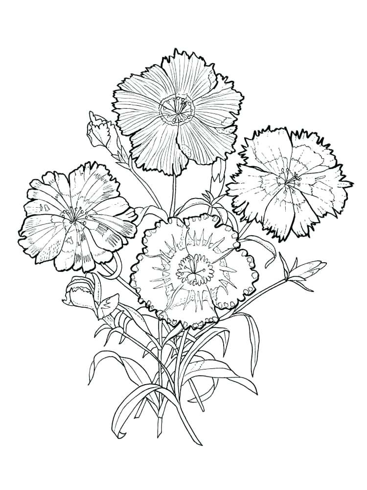 750x1000 3 And Carnation Flower Scarlet Carnation Coloring Page