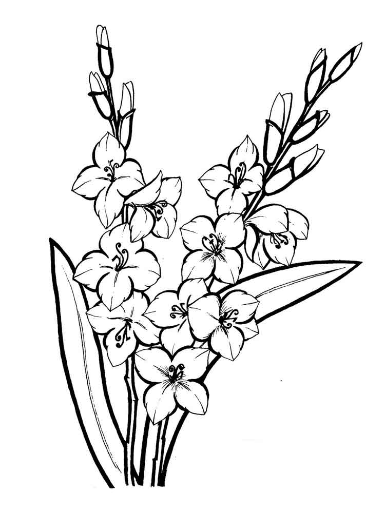 750x1000 Gladiolus Coloring Pages. Download And Print Gladiolus Coloring Pages