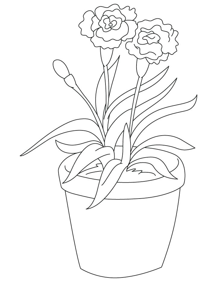 720x936 Iris Coloring Pages Carnation Coloring Sheet Ght Red Carnation