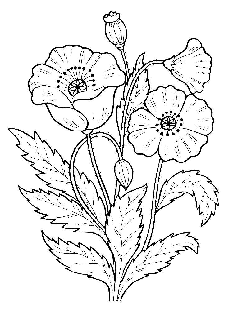 750x1000 Poppy Flower Coloring Download Printable In Cure Page Carnation