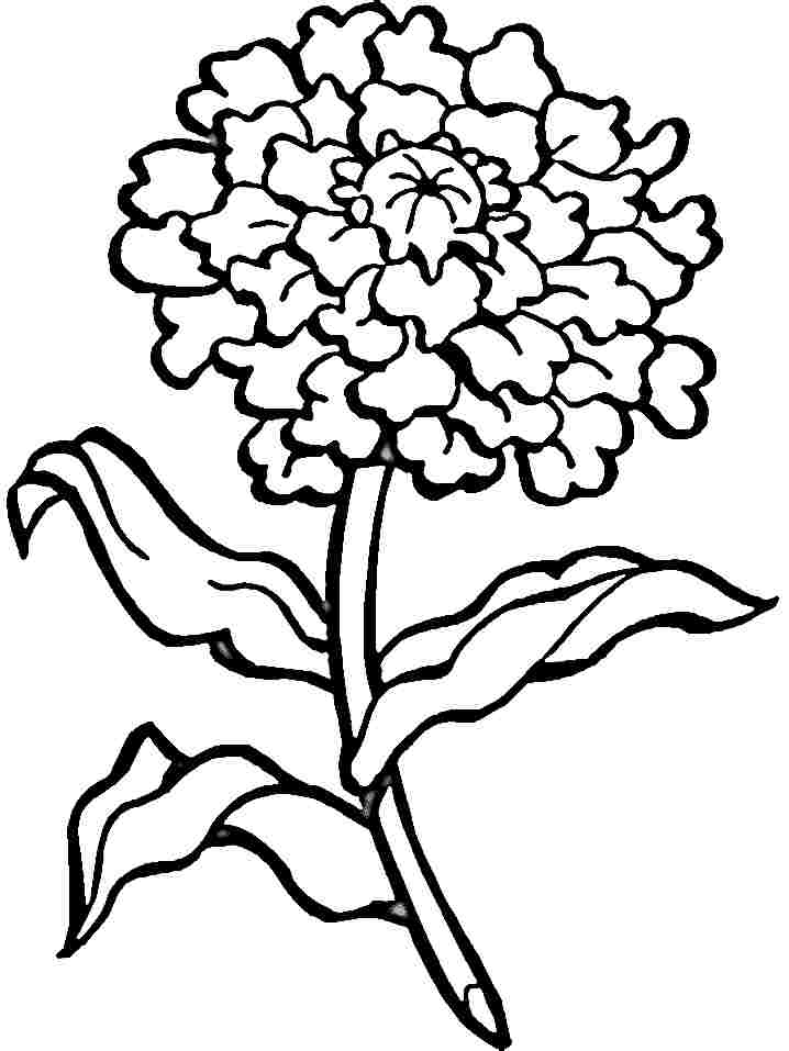 718x957 Carnation Coloring Pages Az Coloring Pages Coloring Page Carnation