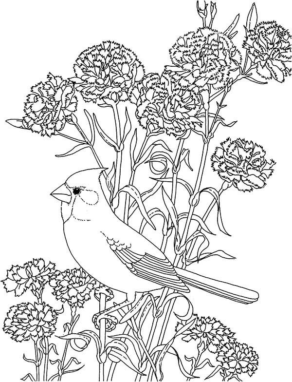 600x784 Carnation Flower, Carnation Flower And Cardinal Bird Coloring