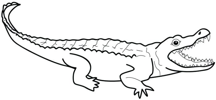 700x325 Crocodile Coloring Pages Elegant Alligator C Page For Pages Free