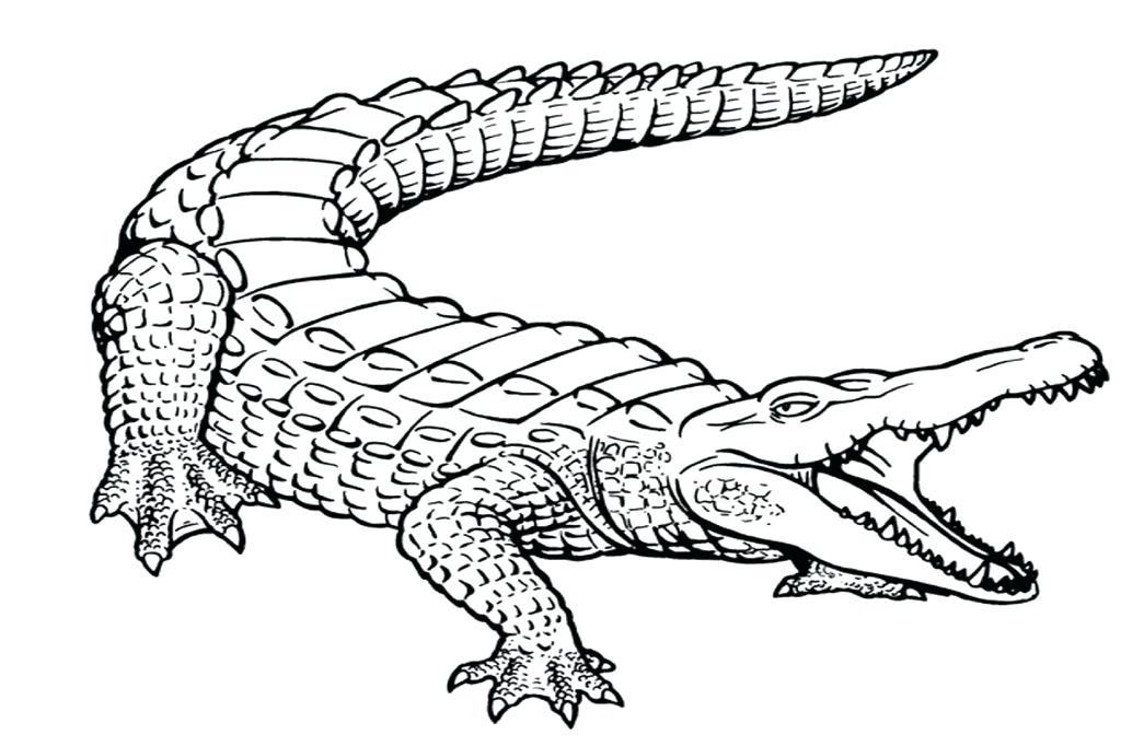 1024x682 Alligator Coloring Page Alligator Letter A For Cute Baby Alligator