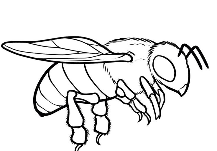 736x514 Crafty Bee Coloring Pages Honey Page Ideal