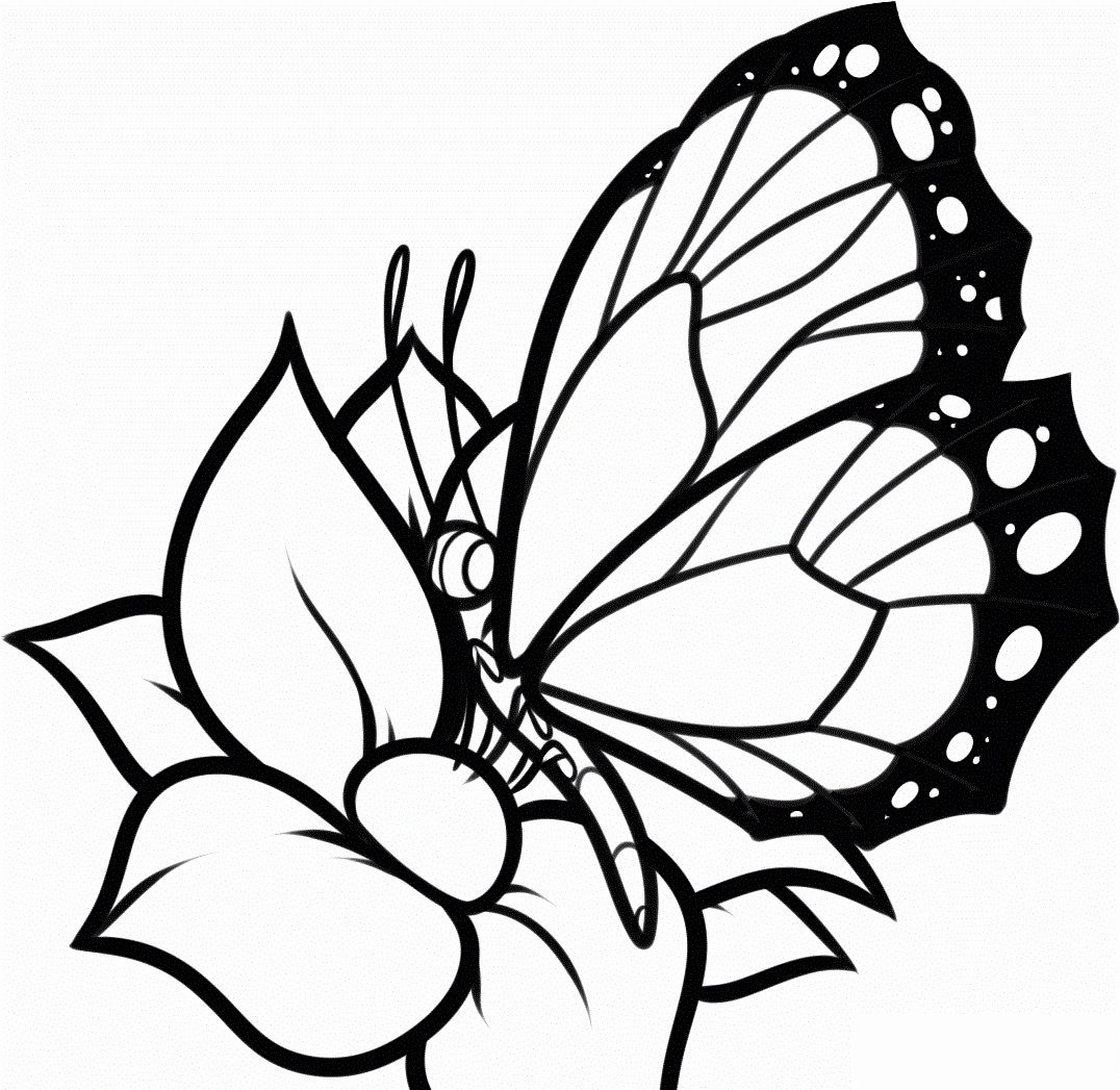 1076x1047 Cartoon Butterflies Coloring Pages Photograph Butterflies Coloring