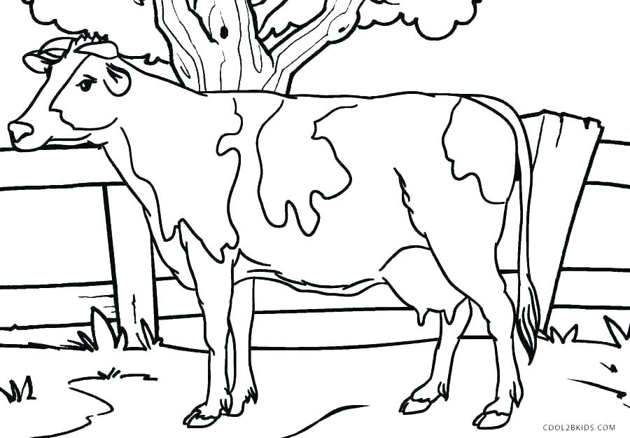 900x625 Baby Calf Coloring Pages Fabulous Big Cow Coloring Page With Cow