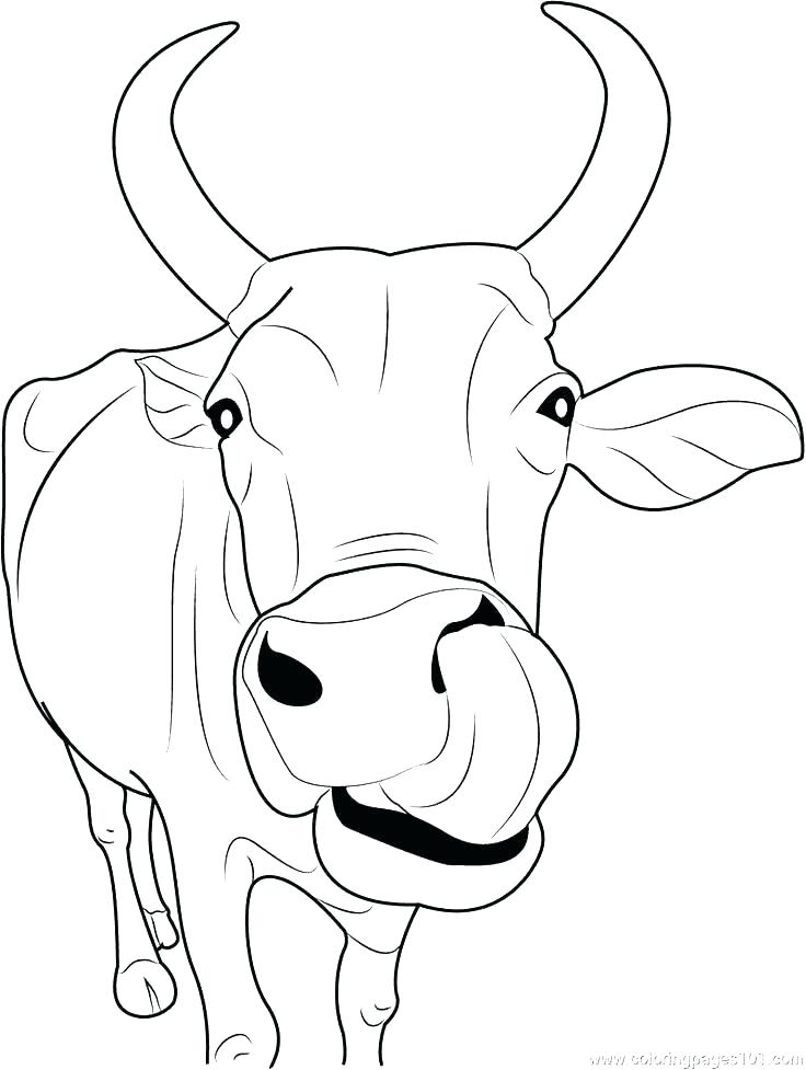 736x977 Inspiring Cows Coloring Pages Cows Coloring Pages Inspirational