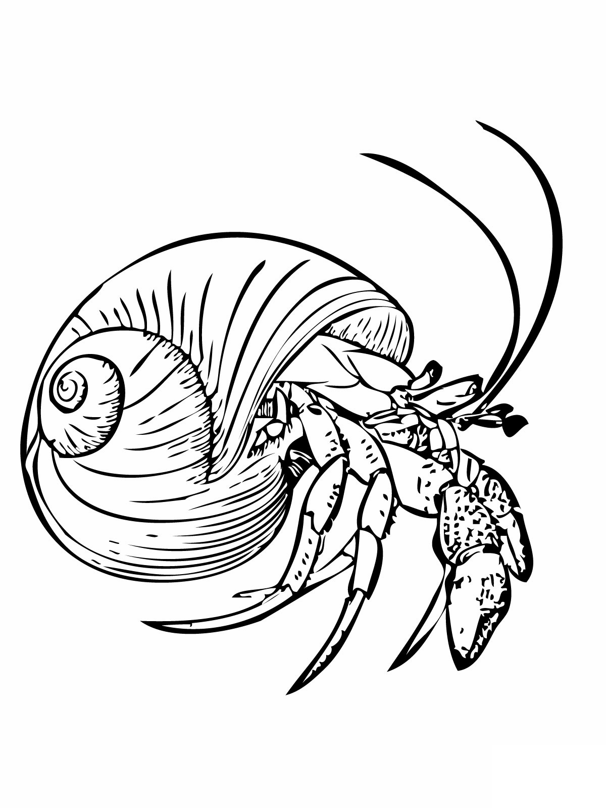 1200x1600 Free Printable Hermit Crab Coloring Pages For Kids