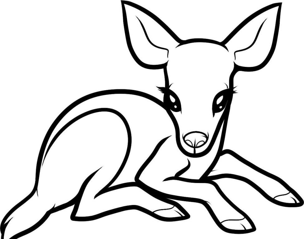 975x768 Deer Coloring Page Pages Whitetail Printable For Kids Free Online