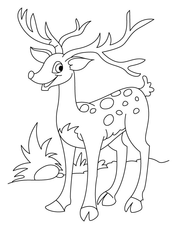 612x792 Deer Coloring Pages 12