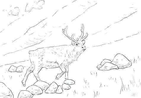 476x333 Deer Head Color Pages Devon Creamteas