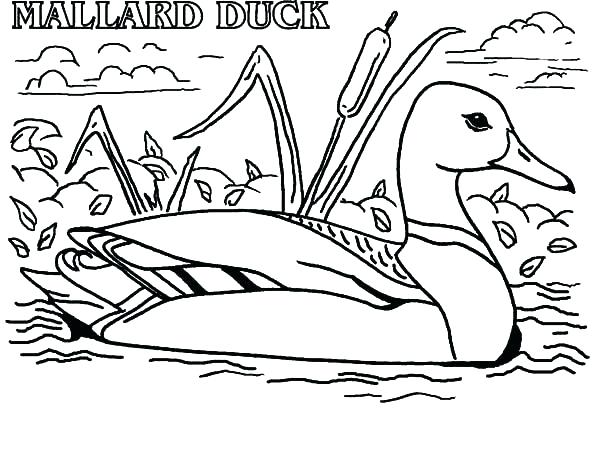 600x453 Coloring Pages Duck Duckling Coloring Pages Duck Coloring Pages