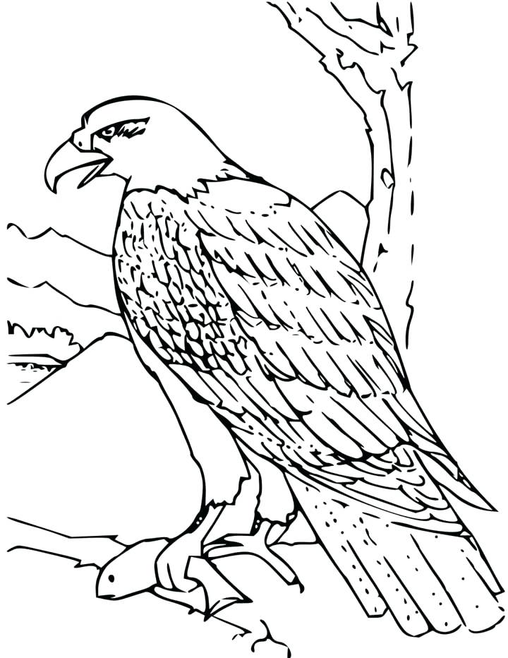 720x932 Eagles Coloring Pages Eagles Car Tun Free Printable Bald Eagle
