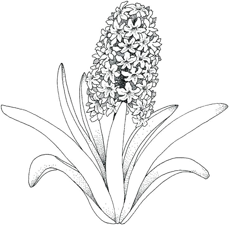 736x723 Coloring Pages Flower Coloring Flower Page Printable Coloring