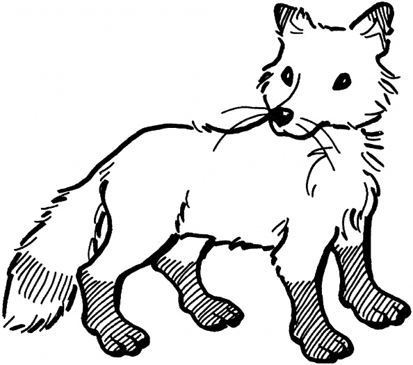 594x525 Fox 5 Coloring Page Needles, Hoops And Embroidery Floss