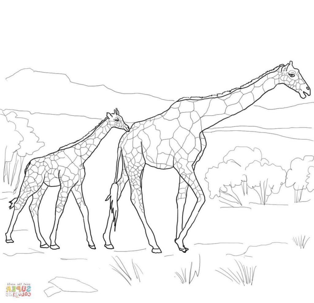 1024x990 Marvelous Baby Giraffering Pages For Kidsuring Cuter Printable