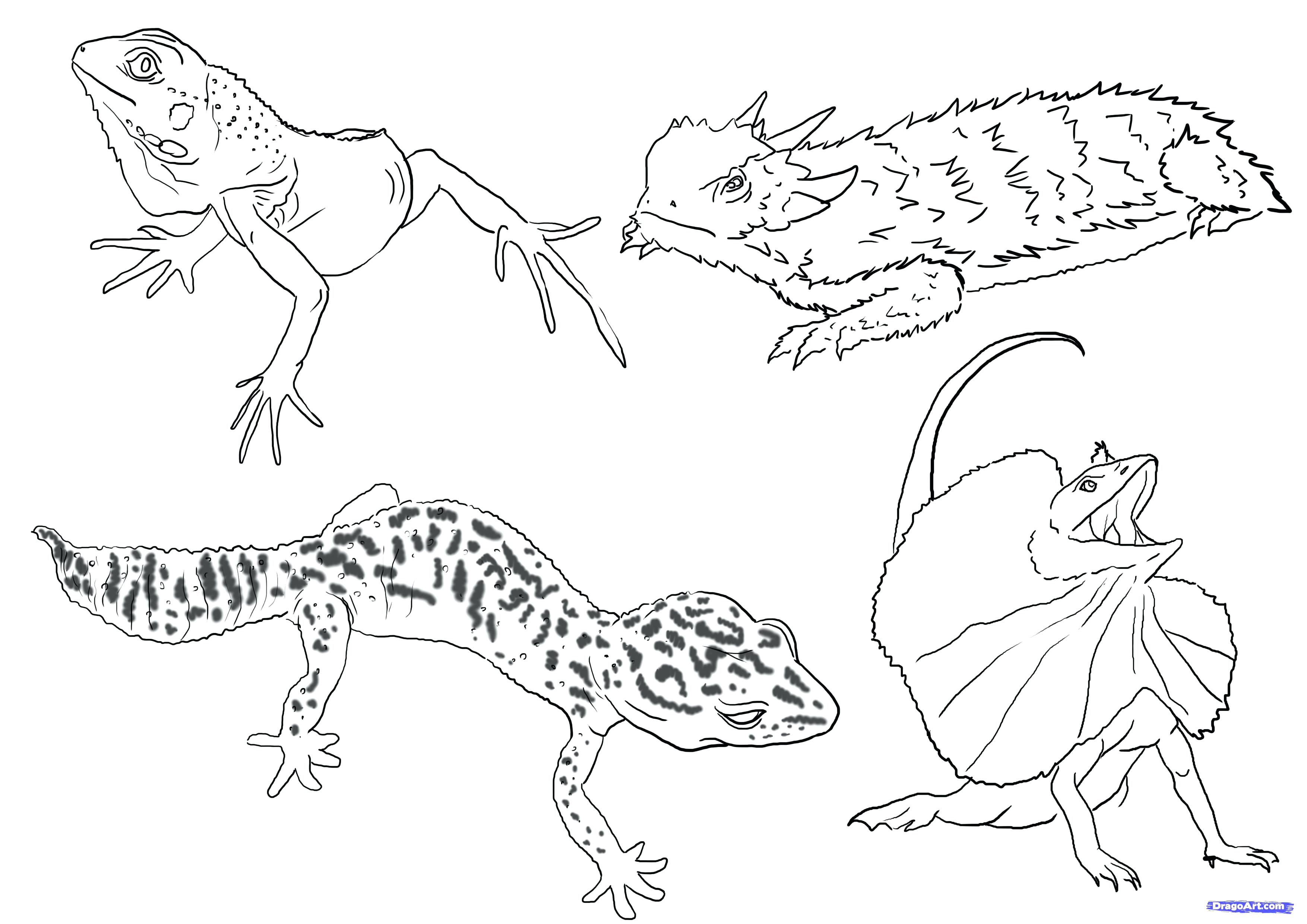 3508x2480 Coloring Pages For Kids Animals Printable Dinosaur Stegosaurus
