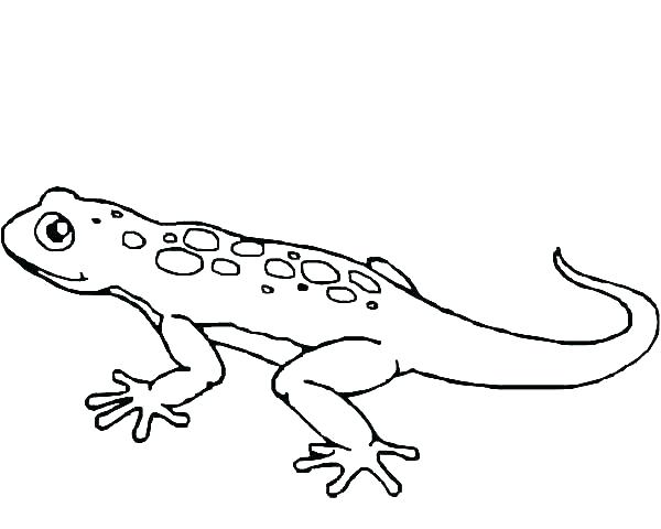 600x480 Gecko Coloring Pages Printable Lizard Coloring Page For Kids