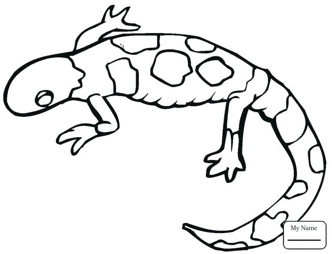 653x500 Horned Lizard Coloring Page Coloring Home Horned Lizard Coloring