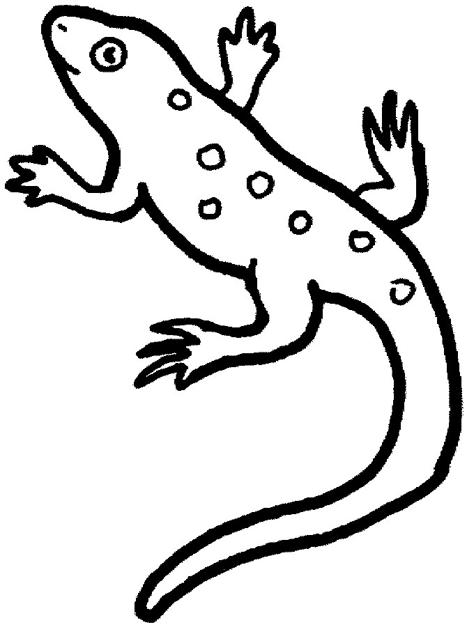 670x900 Lizard Coloring Pages
