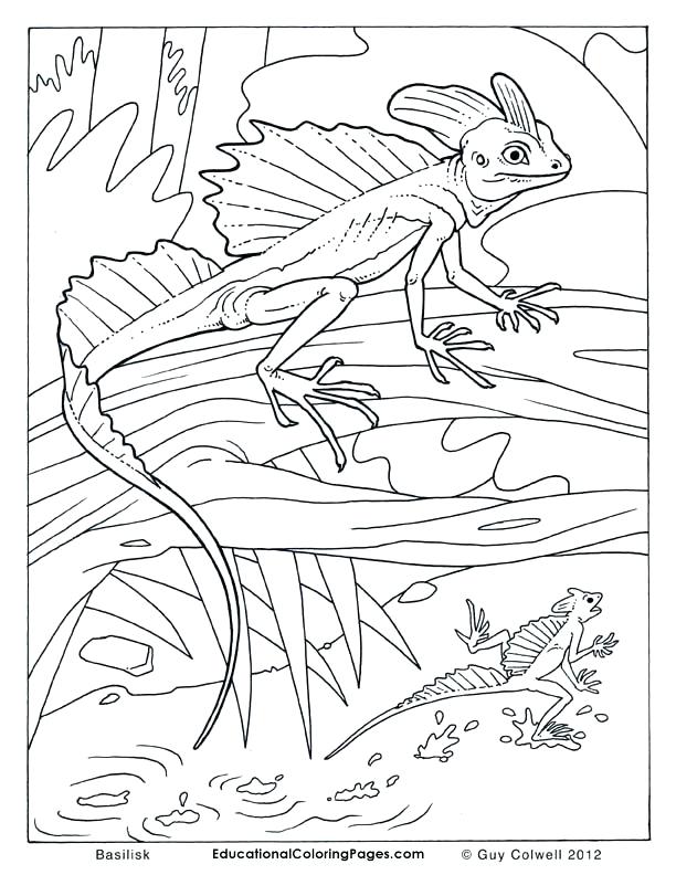 612x792 Lizards 2 Coloring Page With Two Lizard Coloring Page Cartoon