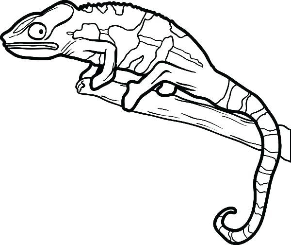 600x504 Baby Lizard Coloring Pages Printable Coloring Lizard Coloring