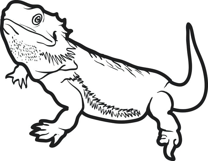 700x545 Cartoon Lizard Coloring Pages