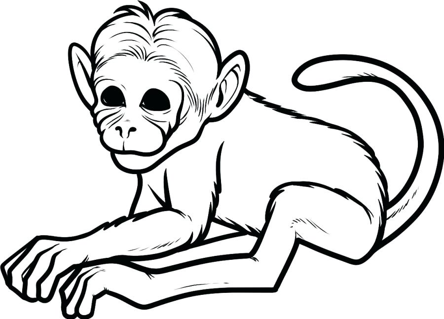 900x647 Monkey Color Pages Baby Monkey Coloring Pages Printable Coloring