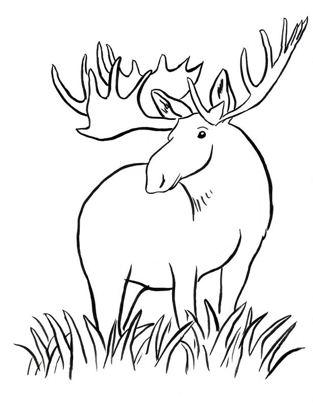 613x792 Moose Coloring Page