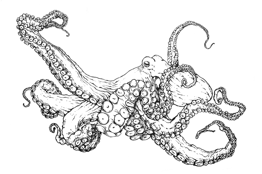 864x576 Cartoon Octopus Coloring Page Book With Decorations 17