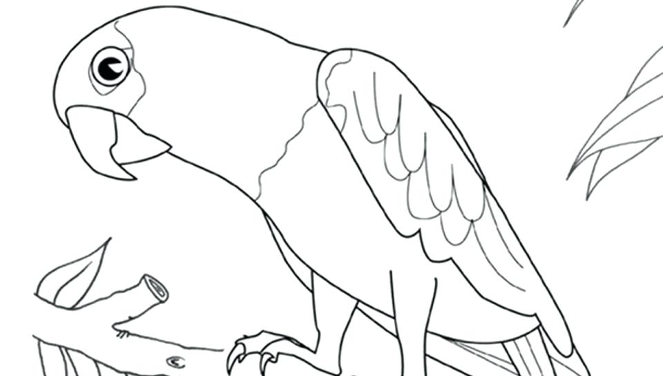 960x544 Free Printable Vintage Bird Pictures Cartoon Of Parrot Coloring
