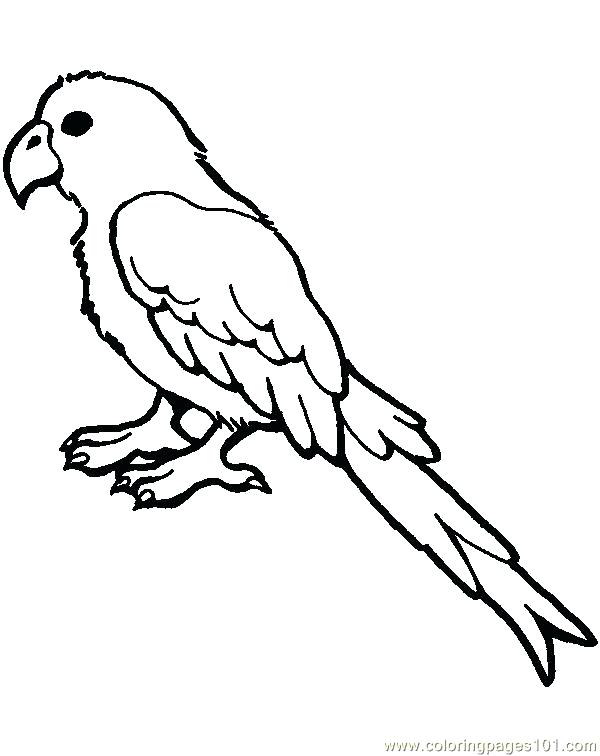 600x756 Parrot Coloring Page Parrot Coloring Page Cartoon Parrot Coloring